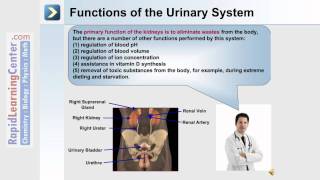 Urinary System Fluid Electrolyte and AdidBased Balance  Part 1 of 4 [upl. by Rattan]