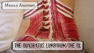 Muscle Anatomy THE QL [upl. by Terag]