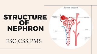 Nephron Structure Nephron class 12 Nephron diagram Nephron [upl. by Jacobs]