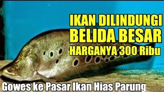 Ikan Belida besar seharga tiga ratus ribu rupiah di Pasar Ikan Hias Parung Bogor [upl. by Ker351]