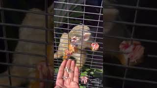 Squirrel monkeyPopular farm house Pallichal Trivandrum [upl. by Atiram945]