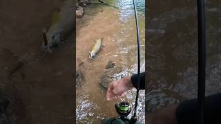 Ах какая она была большая форель fishinglife fishingvideo [upl. by Groot923]