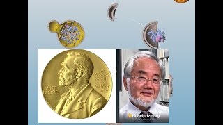 NOBEL PRIZE WINNER 2016 in Medicine or Physiology  Japans Yoshinori Ohsumi [upl. by Mcloughlin871]