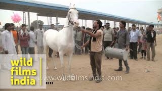 Horse dance at Pushkar Fair India [upl. by Hsakaa]