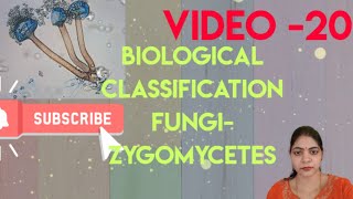 Biological Classification l FungiZygomycetes l Class 11 NCERT NEET Biology l [upl. by Gebelein]