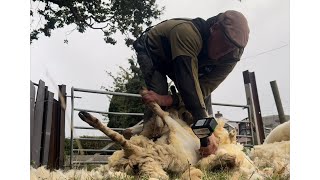 Shearing with new cordless handpiece sheepfarming wool sheepherding sheep [upl. by Yelnoc915]