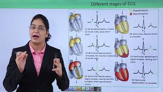 Class10th – ECG Electrocardiograph  Circulatory System  Tutorials Point [upl. by Ailil]