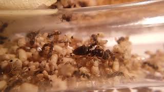 Lasius Gruppo Umbratus meridionalis [upl. by Di]