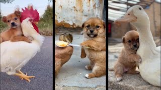 Funny Dogs of TikTok Compilation  Doggos Doing Funny Things TIK TOK 3 [upl. by Hsiwhem610]