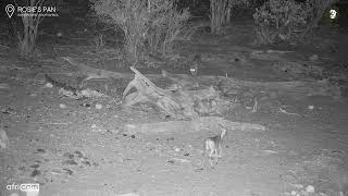 Injured Leopard Tries To Catch A Meal [upl. by Pegeen]