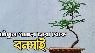 How to make Bonsai Tamarind Bonsai from nursery stock [upl. by Claudetta886]