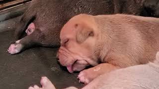 2 week old puppies dewormed [upl. by Idalla]