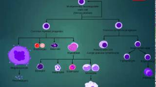 Erythroid cells Lymphocytes Myelocytes [upl. by Hercules]