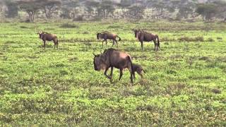 Serengeti Wildebeest Migration  GnuMigration [upl. by Hairakcaz]