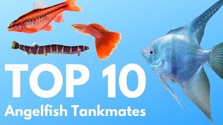 Angelfish Tankmates 10 Fish You Can Keep with Angelfish [upl. by Fotzsyzrk]