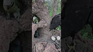 Strange video of an eagle watching a bird in a hole in the groundbird beautiful love eggs [upl. by Irene786]