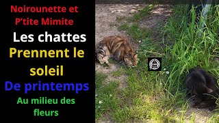 Le printemps des chats [upl. by Elinnet]