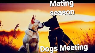 Mating season  Dog Noise for mating wildlifeanimalsofsindh [upl. by Tilagram]