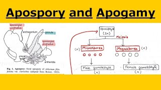 Apospory and Apogamy in pteridophytes [upl. by Nnylyaj110]