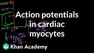 Action potentials in cardiac myocytes  Circulatory system physiology  NCLEXRN  Khan Academy [upl. by Dempstor]