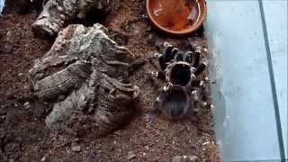 Tarantula Updates  052014 Sound fixed [upl. by Ninehc665]