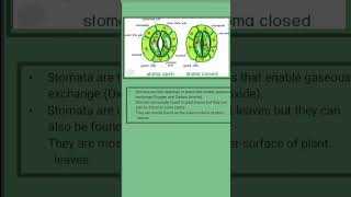 Stomata biology educational dreamfly shorts [upl. by Moffitt360]