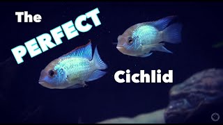 The ELECTRIC BLUE ACARA  A PERFECT Cichlid  The Andinoacara pulcher Profile Video [upl. by Xino]