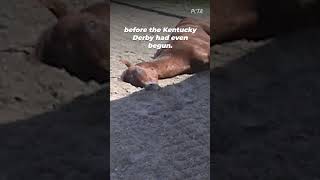 The Horse Death Toll at Churchill Downs shortsyoutube [upl. by Clintock]