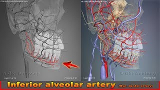 Inferior alveolar artery Syn dental artery  Arteries of head and neck  3D Human Anatomy [upl. by Aineg742]