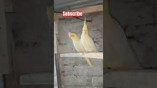 Cocktail 😍 birds lovebirds 😍youtube short [upl. by Ettenel146]