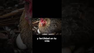 🐔que significa soñar con GALLINAS PONIENDO HUEVOS🐔 suenos sueno [upl. by Elana116]