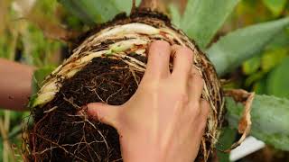 Agave americana  Propagation by dividing [upl. by Worth]