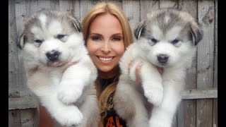 GIANT ALASKAN MALAMUTE PUPPIES [upl. by Fugere]