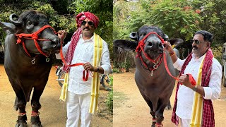 Musheerabad Edla Hari Babu Yadav Sadar  Gholu  2  Sri Krishna Bulls Getting Ready For Sadar 2024 [upl. by Press]