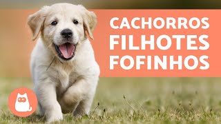 FILHOTES DE CACHORRO  TOP VÍDEOS para amar muito [upl. by Aitnahc169]