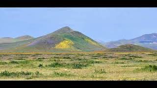 Beauty of Wildflowers Carrizo Plain National Monument Trip 4122023 [upl. by Sedgewick137]