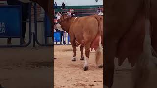 🔴 Ganado Simmental Fleckvieh ✅ [upl. by Piwowar]