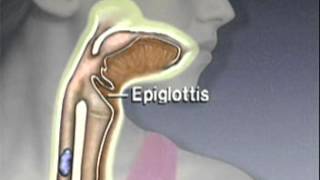 Through the Esophagus The Function of Peristalsis [upl. by Oalsinatse]