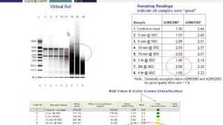 Key Steps for Generating RealTime PCR Data the Conforms to MIQE Guidelines Part 2 of 4 [upl. by Etnoel]