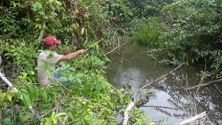 mancing ikan liar di sungai strike terus [upl. by Larimer348]