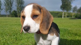 Cute beagle puppy barking and crying for attention [upl. by Nelyk669]