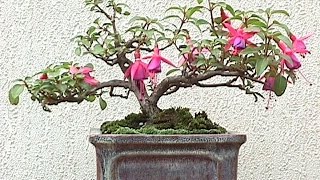 Growing Fuchsia Bonsai [upl. by Hennie]