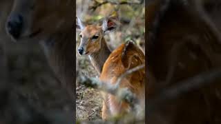 sensitive antelope 🔥 🔥antelopes nature shorts [upl. by Gaughan163]