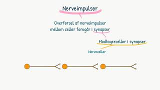 Nervesystemet Synapser [upl. by Schnorr244]