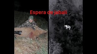 Espera de jabalí con un 270 wsm Blaser r8 Zeiss v8 [upl. by Vergos711]