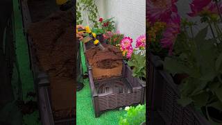 🌿 How to use Cocopeat Brick lmprove it soilimprovement soil compostingworms cocopeat [upl. by Ahsetal952]