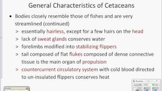 Characteristics of cetaceans [upl. by Annayad]