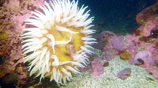 Scuba diving at Whalers Cove Point Lobos State Park California 2017 [upl. by Akirehc]