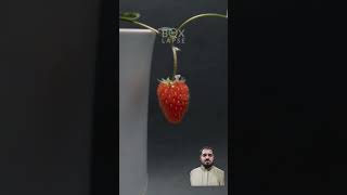 STRAWBERRY From Seed Timelapse 160 Daysyoutubeshorts shortvideo timeslapse strawberries [upl. by Yras320]