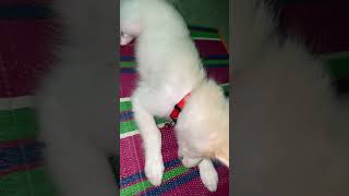 Meri jaan💕indianspitz youtubeshorts cuteanimal [upl. by Mandel493]